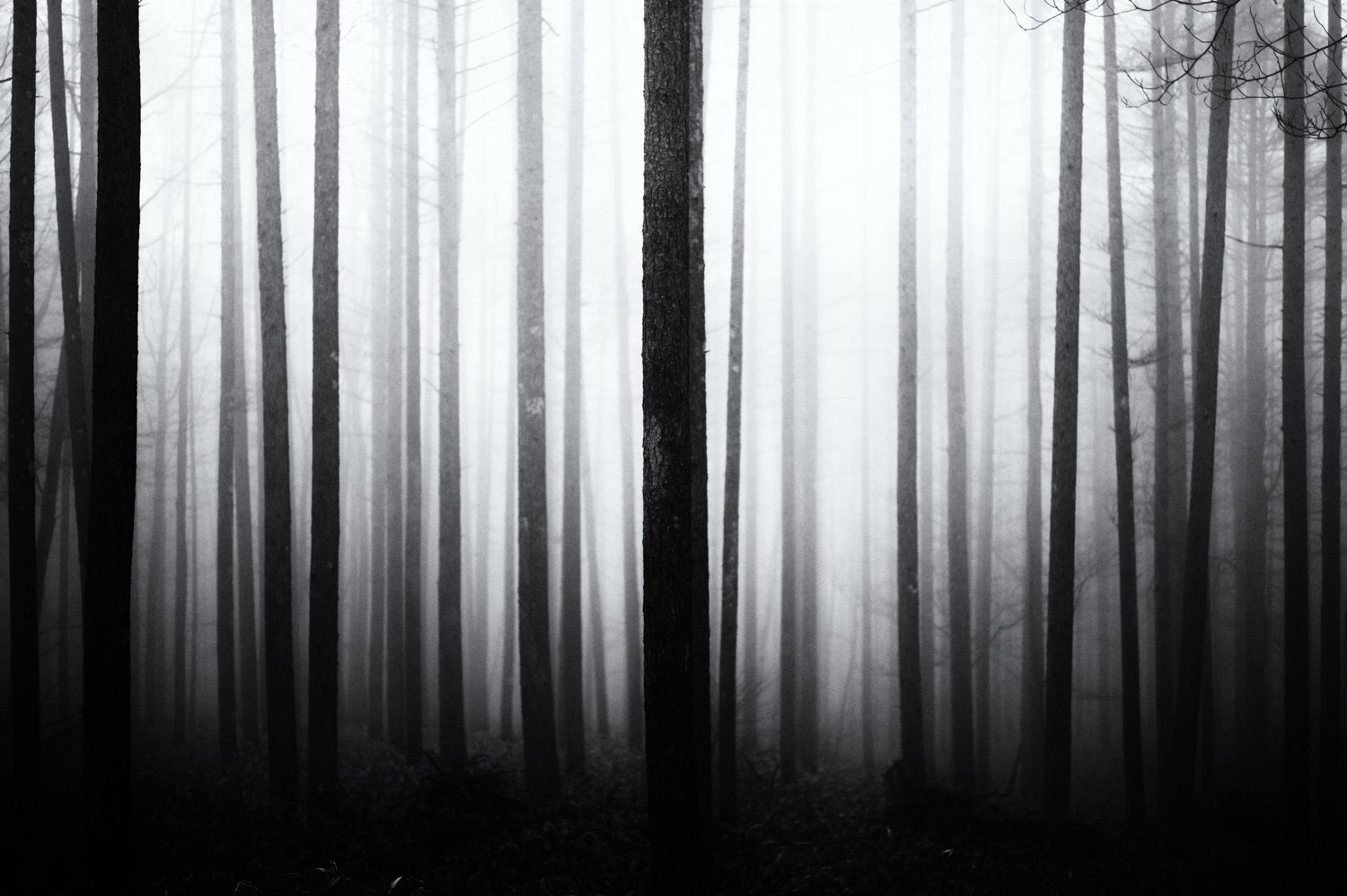 Yatsugatake: im Nebelwald /2