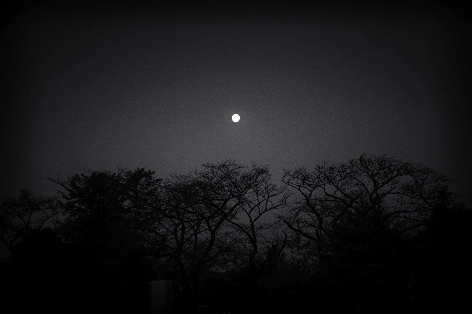 Tokyo: spring moon
