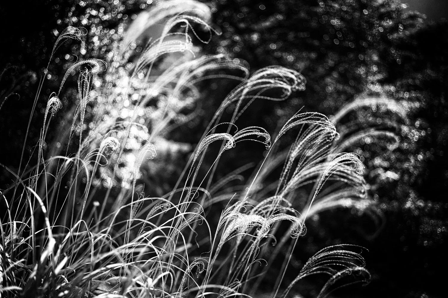 Kaminegori, Obama, Fukui