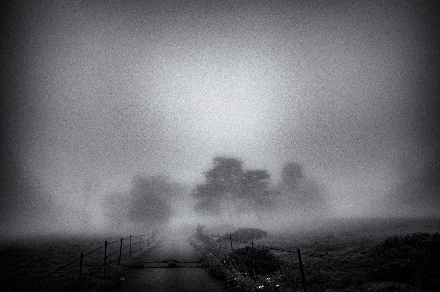 evening fog