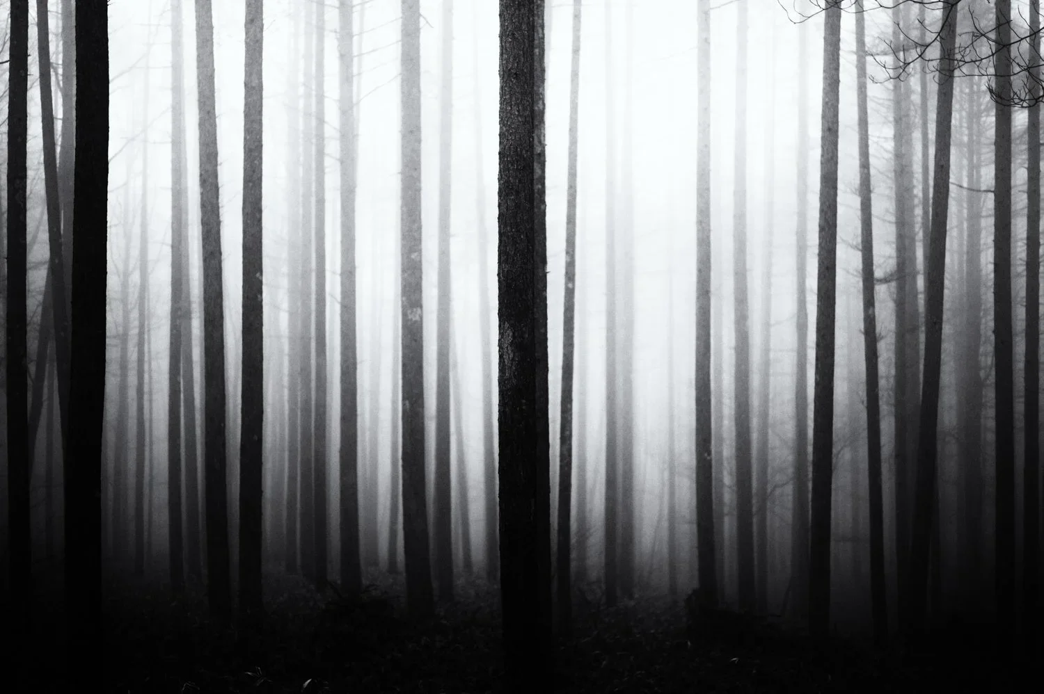 Yatsugatake: im Nebenwald /2