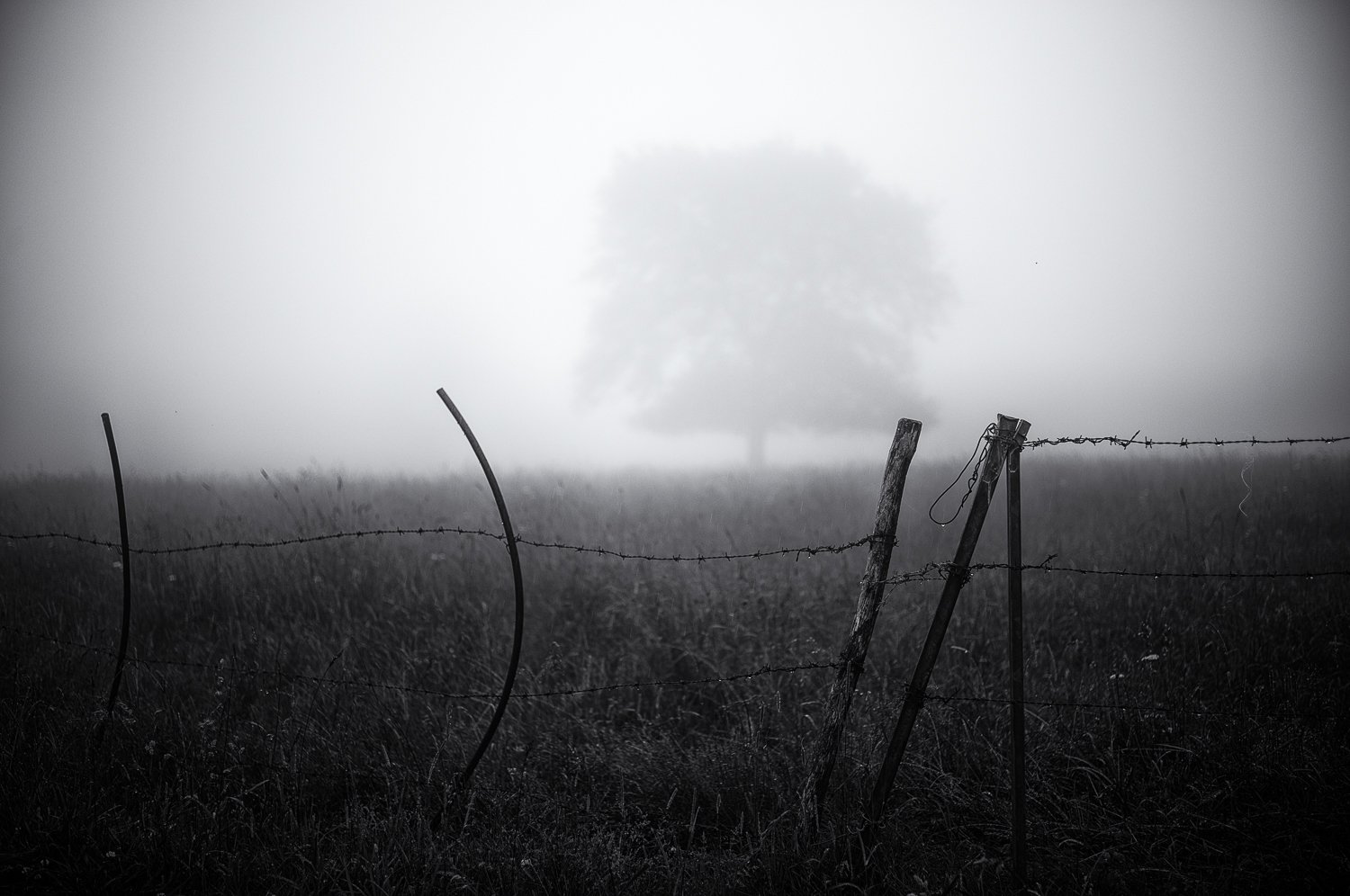 silent tree