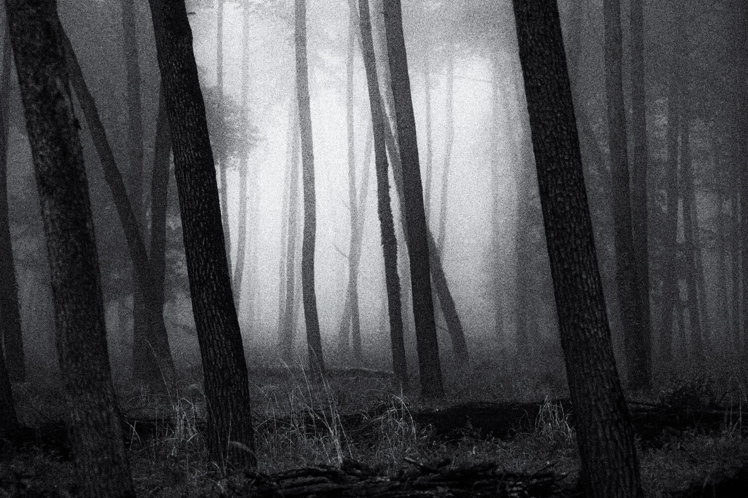 Yatsugatake: magic fog /37 'Walking Trees'