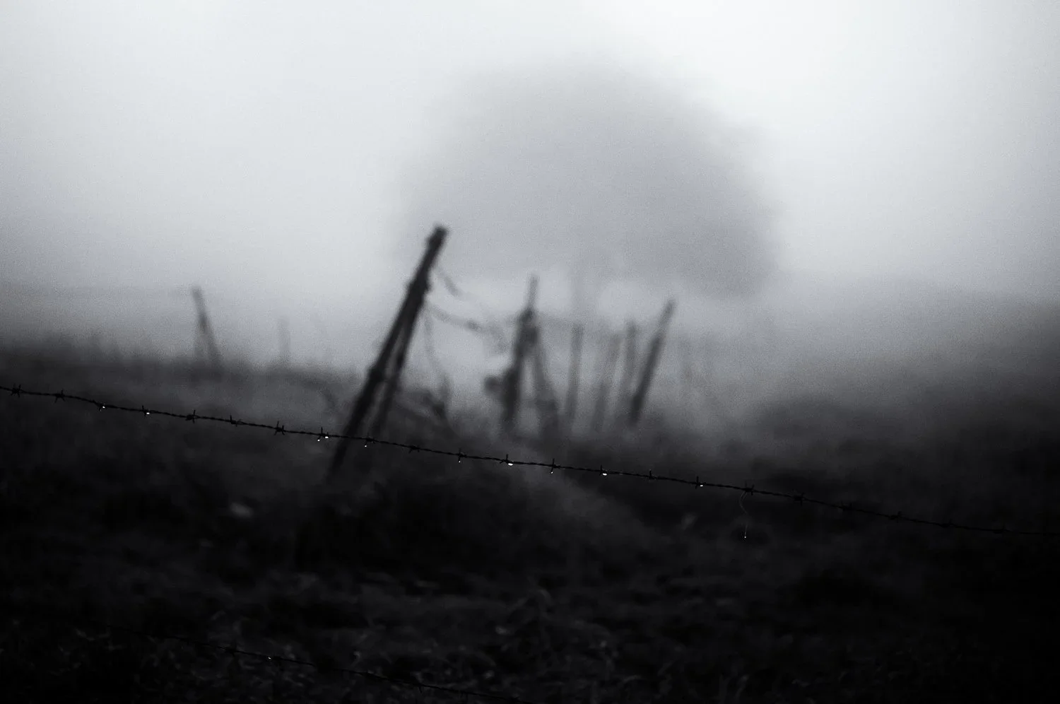 what do I find in the fog?