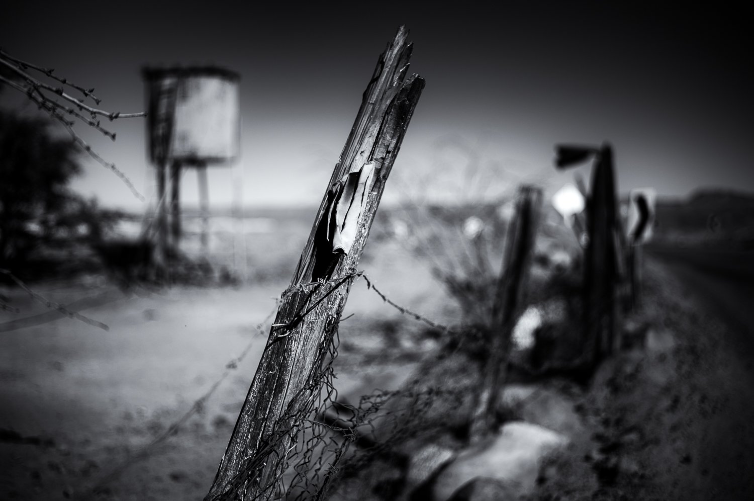 desert life