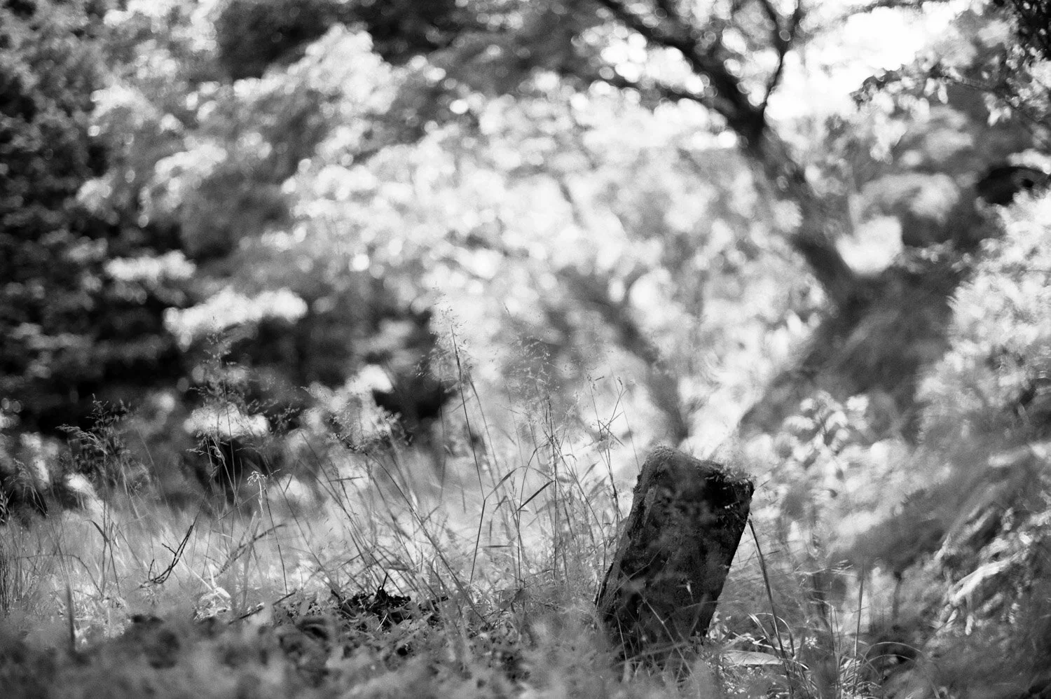 Kasumiku Aidani, Kami, Hyogo