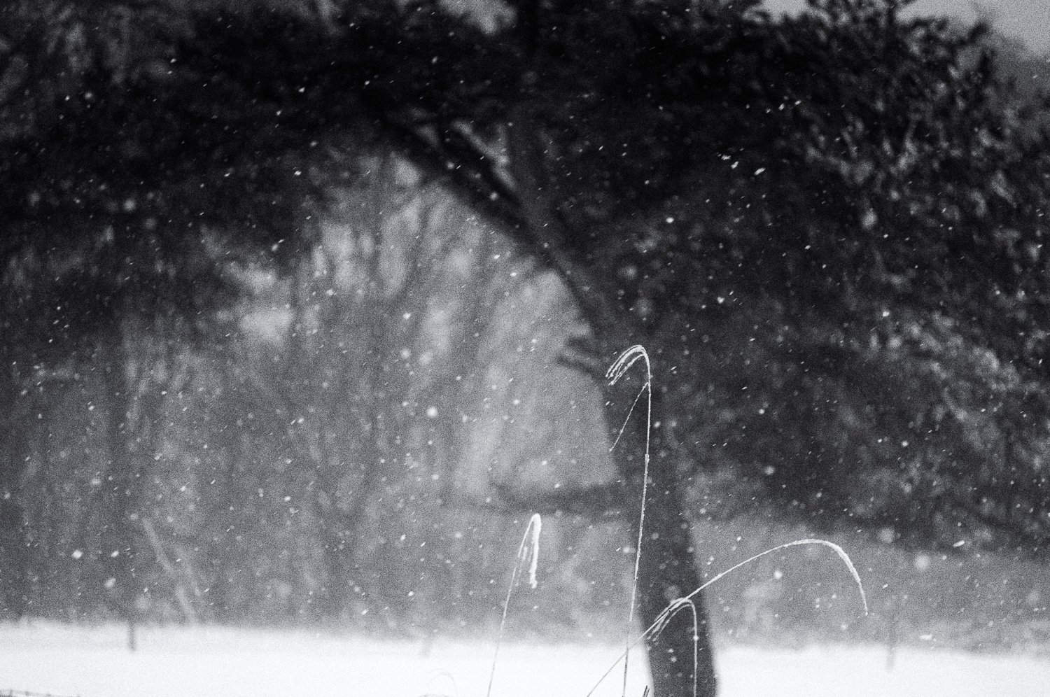 spring snow /3