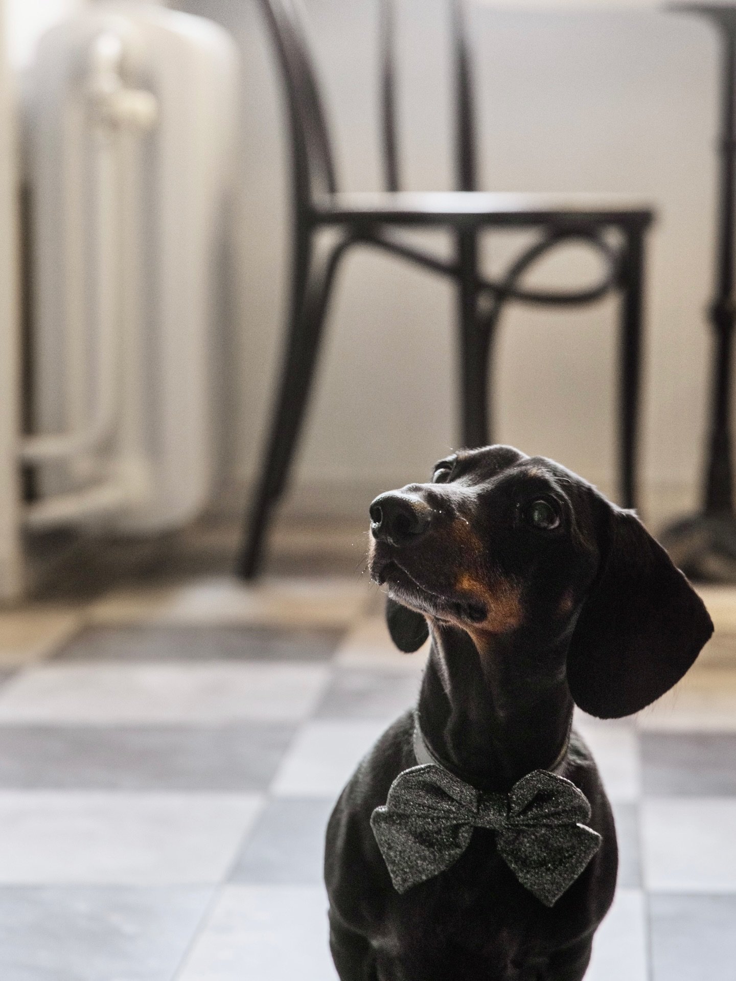 Hej Hej Harry 🐶🤍
S&auml;g &rdquo;Hej&rdquo; till Harry du ocks&aring; och ge en kommentar till dagens hund i bild 🤩
Vem skulle inte vilja s&auml;ga &rdquo;Hej&rdquo; till Harry en dag p&aring; jobbet? 

Pl&aring;tar p&aring; Wollmar Yxkullsgatan o