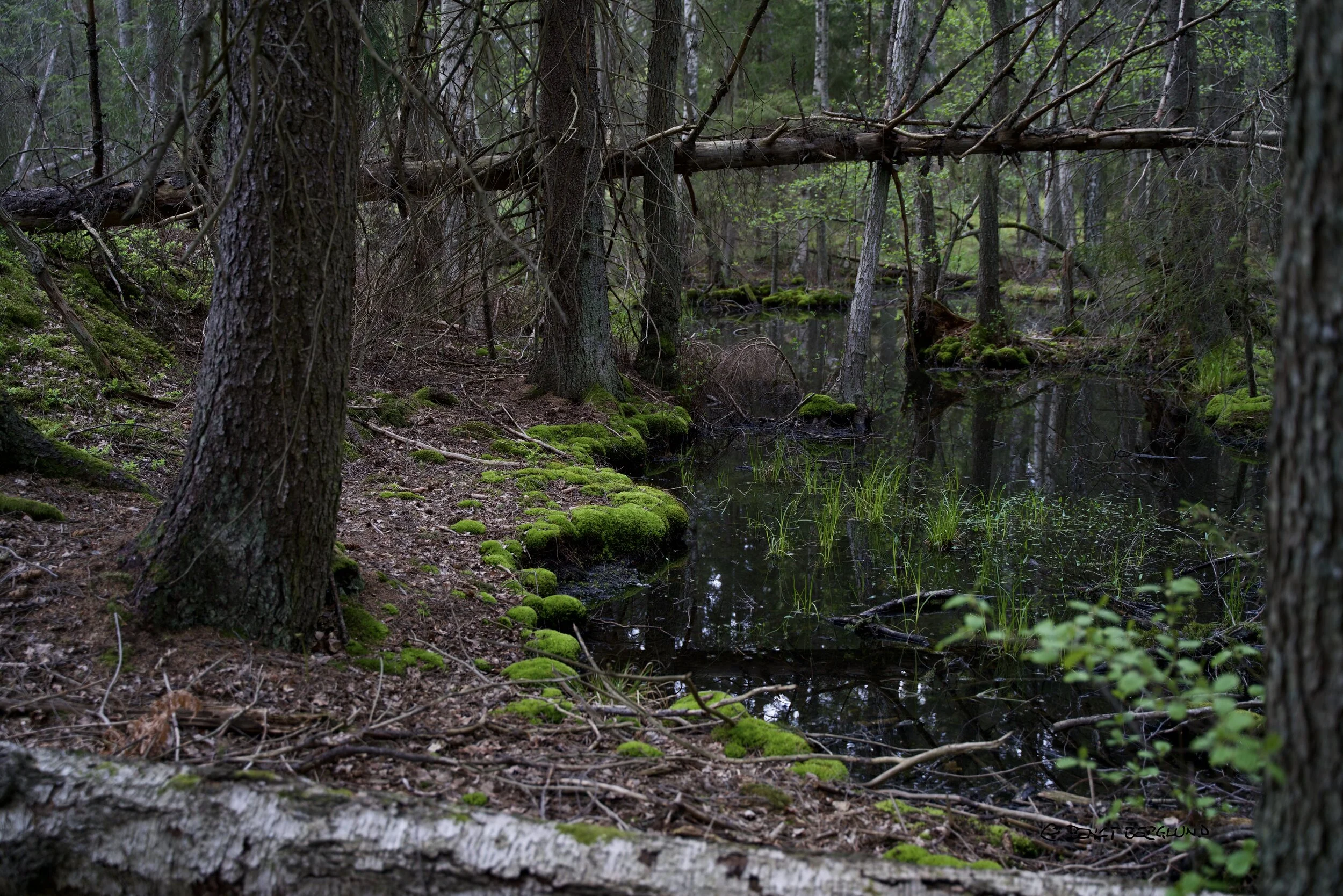 DSC08089 (kopia).jpeg