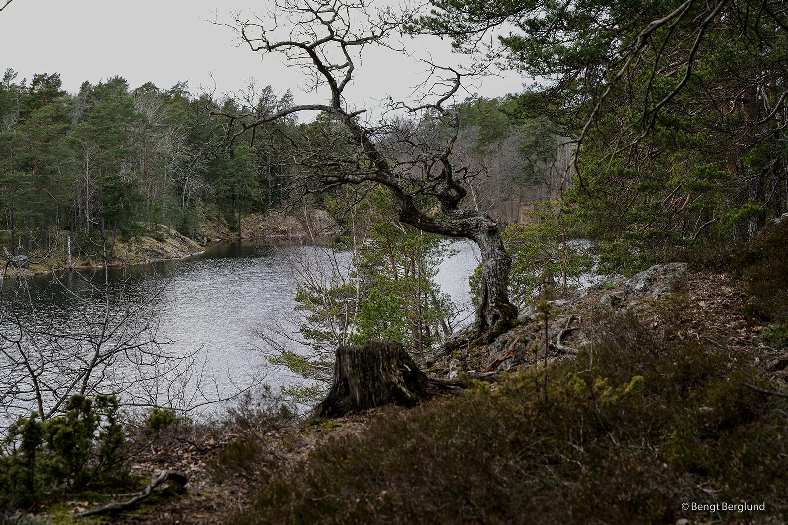 Gunnar 2-24.jpg