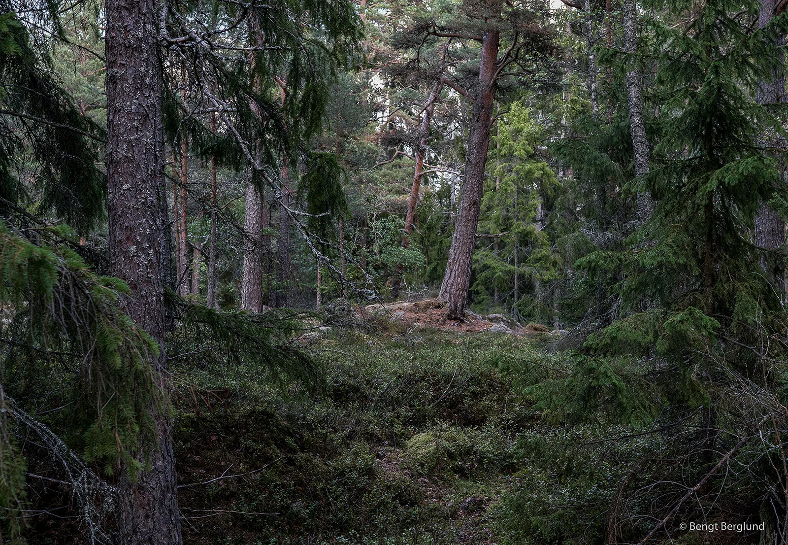 Gunnar 2-12.jpg