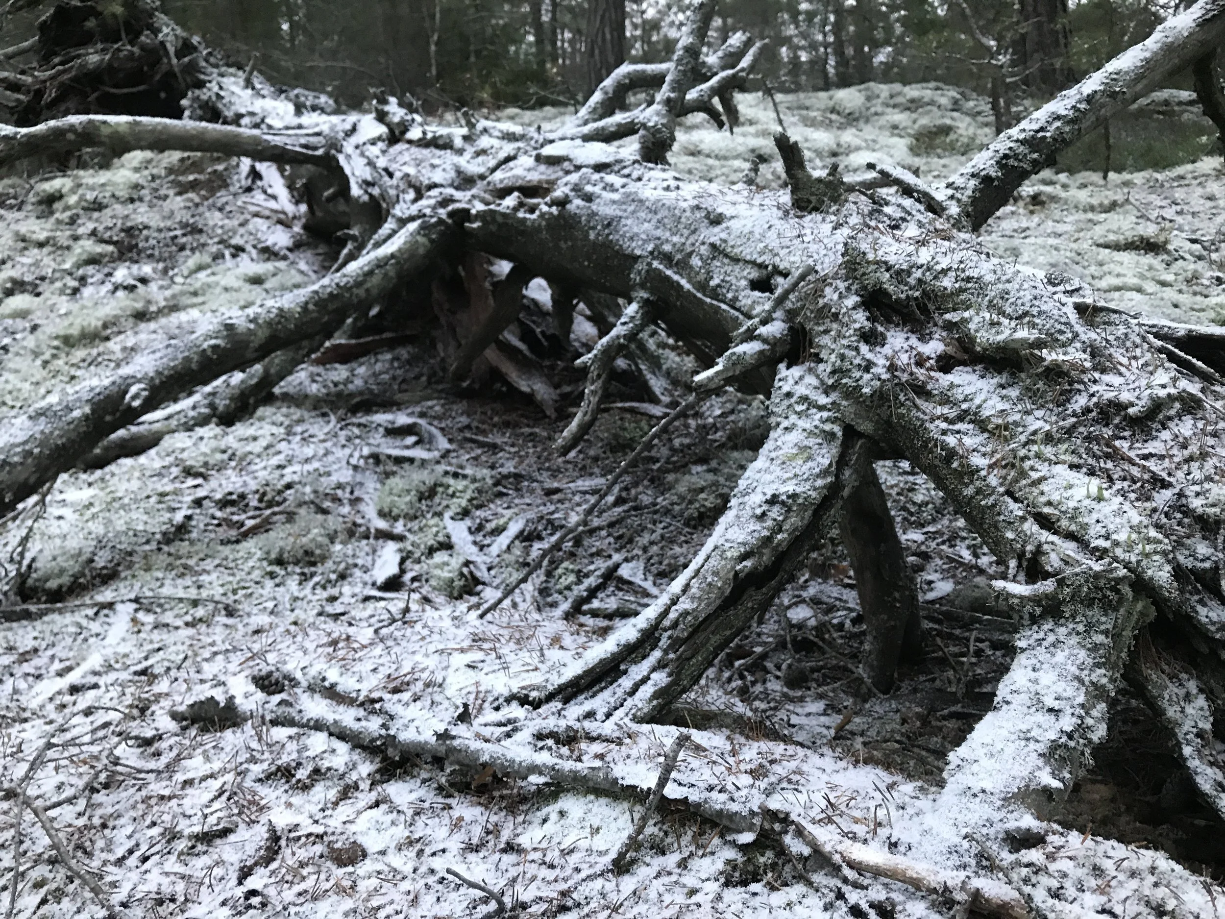 Död ved IMG_7248.JPG