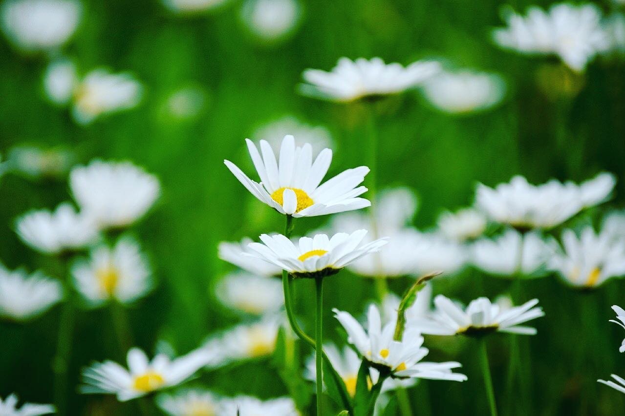 🌸🌼Glad Midsommar 🌸🌼 #cryo #cryoterapi #kryo #kryoterapi #boostaimunförsvaret #imun #imunförsvaret  #lively #livelynu #cryocenter #näranytorget #gotlandsgatan #stockholm #sthlm #cryonordic #psorisis #psoriaticarthritis #psoriasiswarrior #psoria