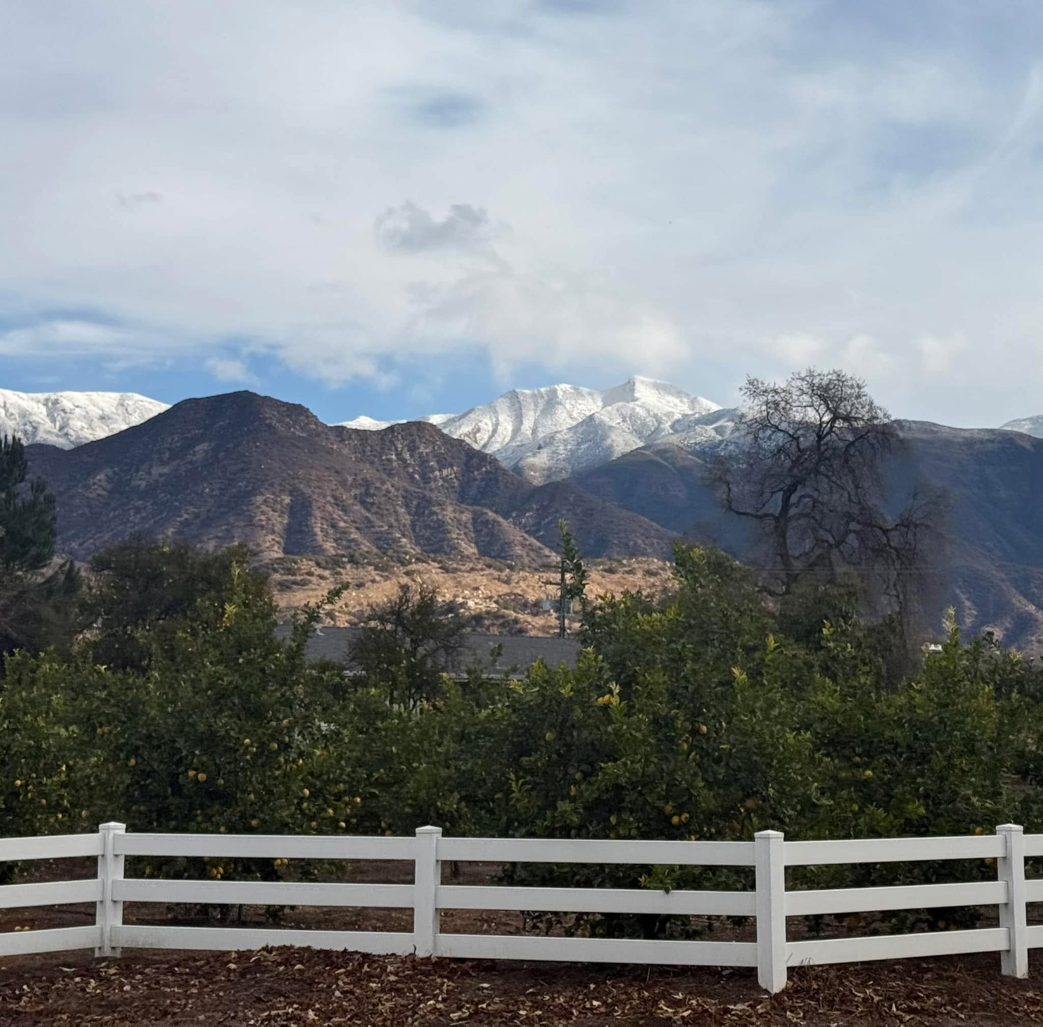 Oranges and snow this morning.