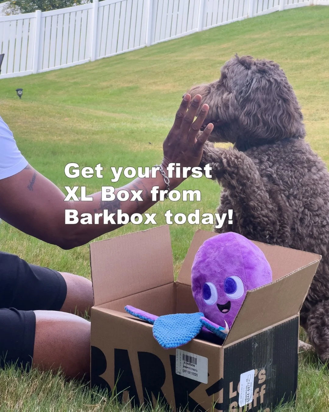 A man and a dog sharing a playful moment outdoors with a green lawn and white fence in the background. There is a cardboard box with a purple plush toy and a blue toy inside. Text on the image encourages getting an XL Barkbox.
