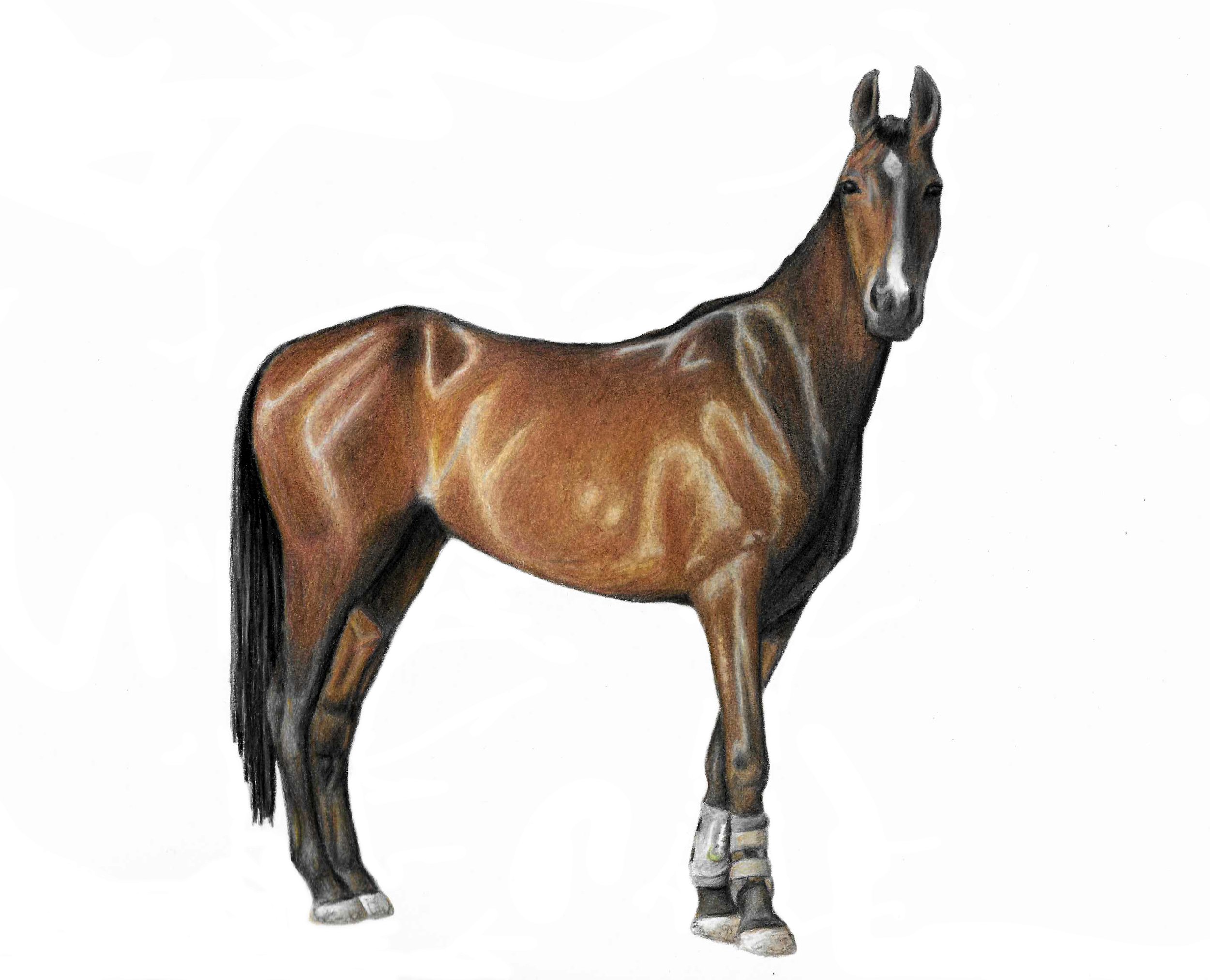 Banjo drawing edited.jpg