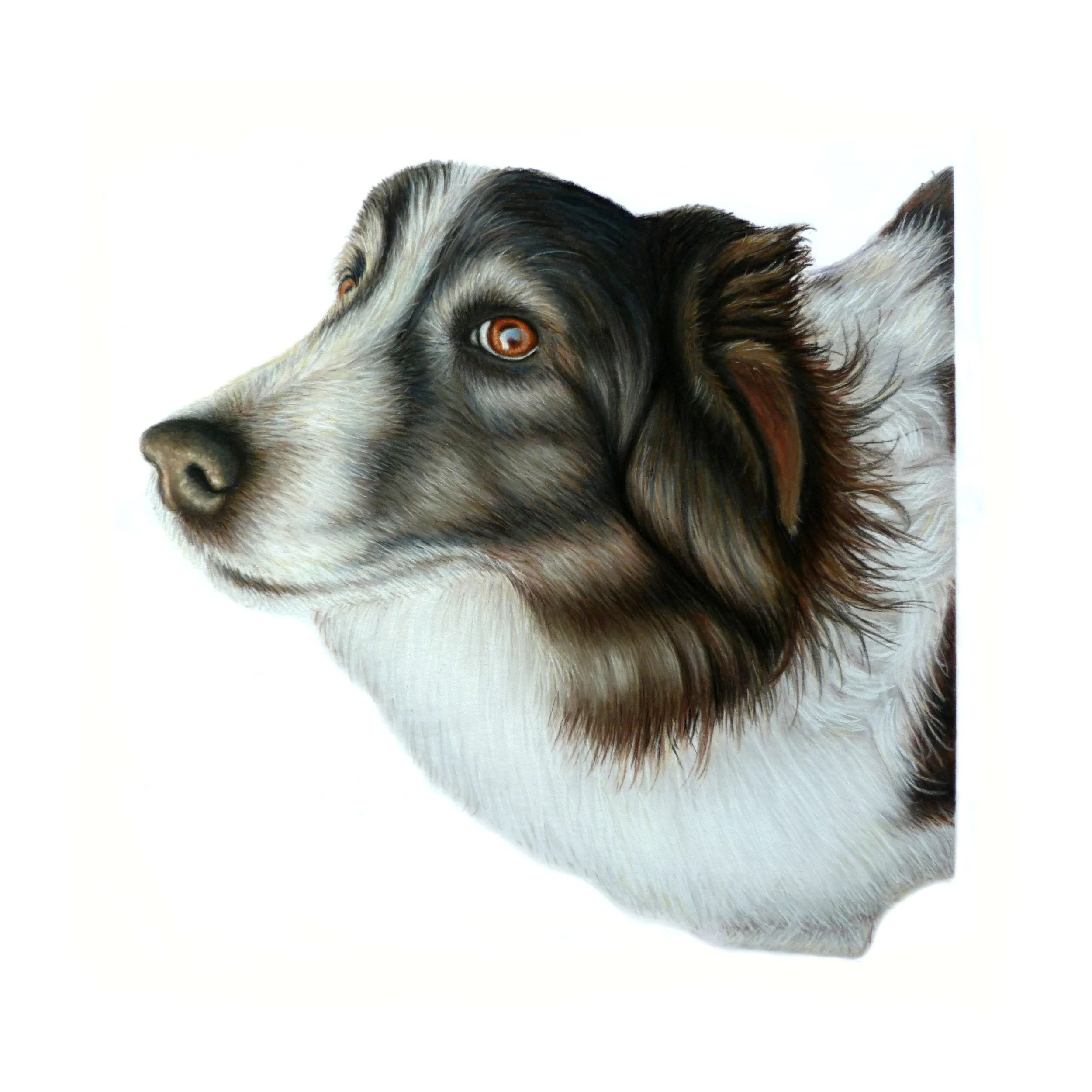 scruffles edited 3.jpg