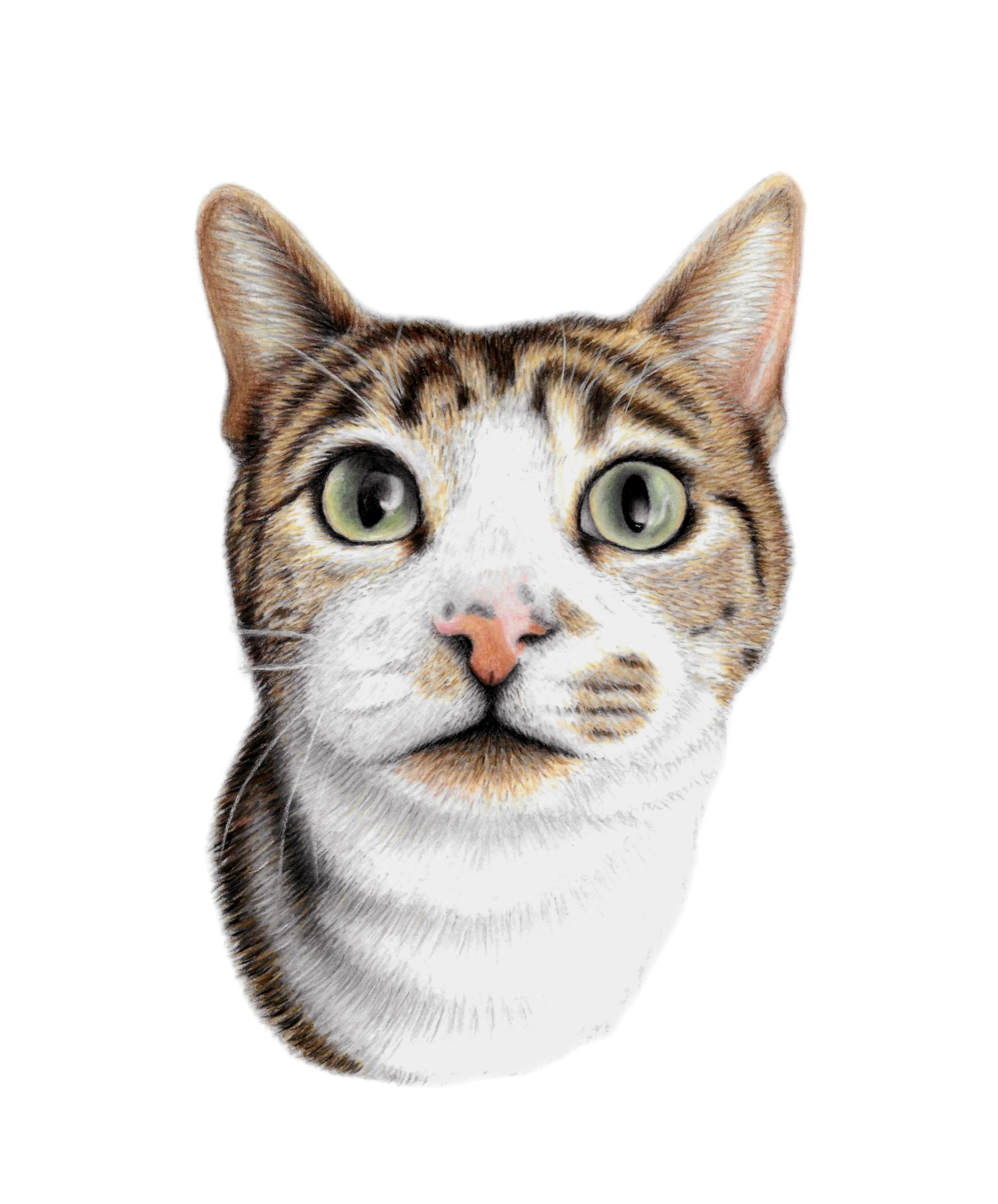 chris cat commission ig2.jpg