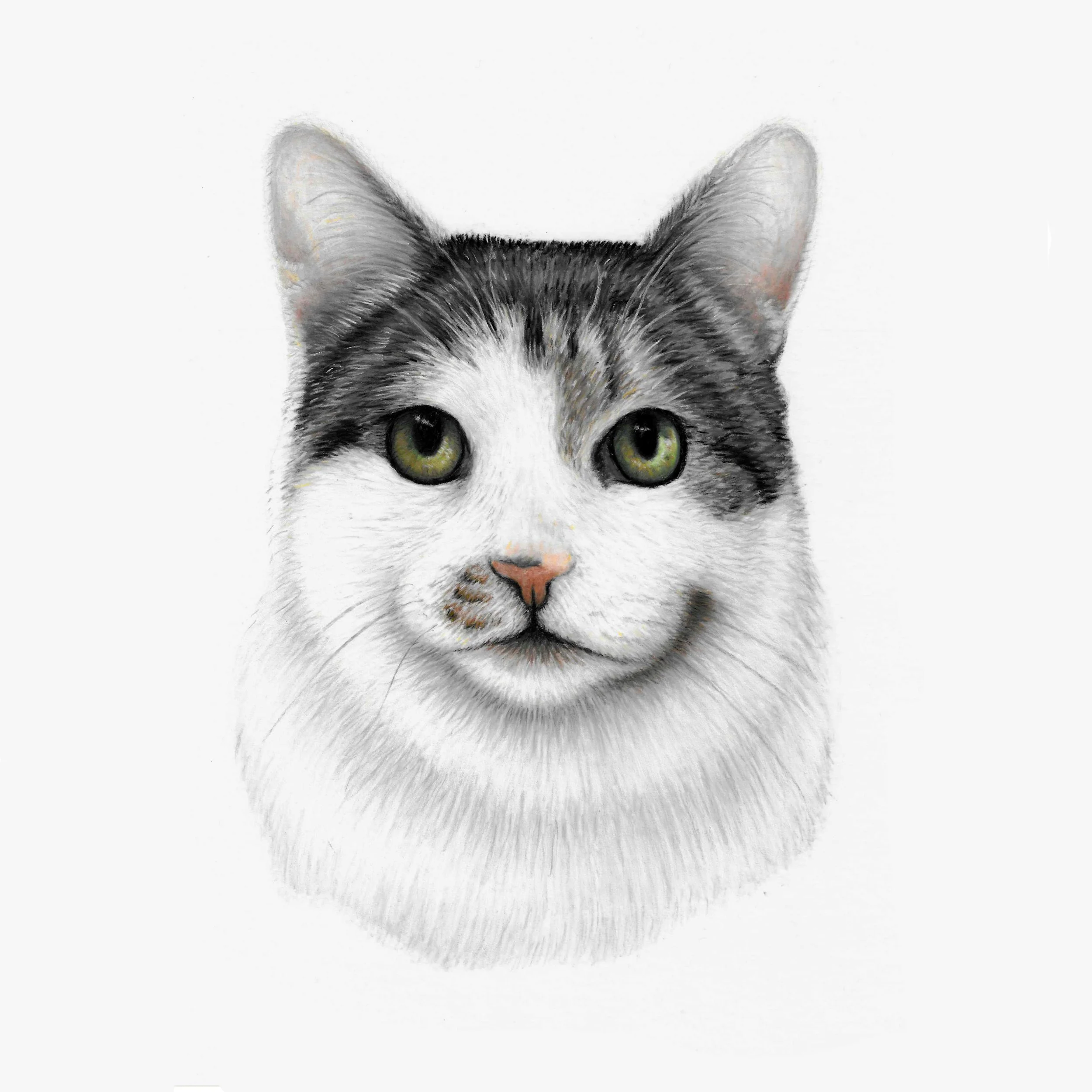 chloe cat commission edit 2.jpg