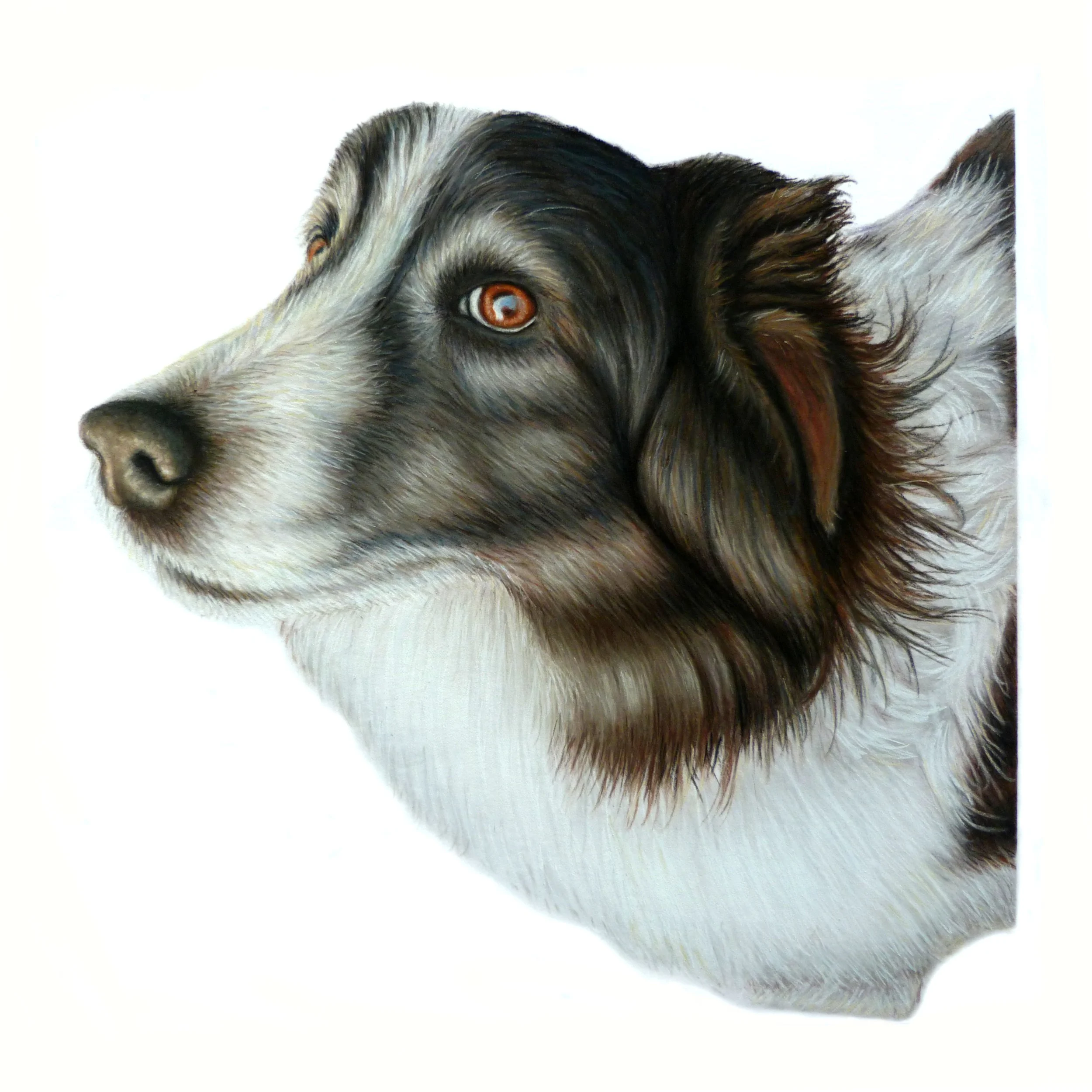 scruffles edited 2.jpg