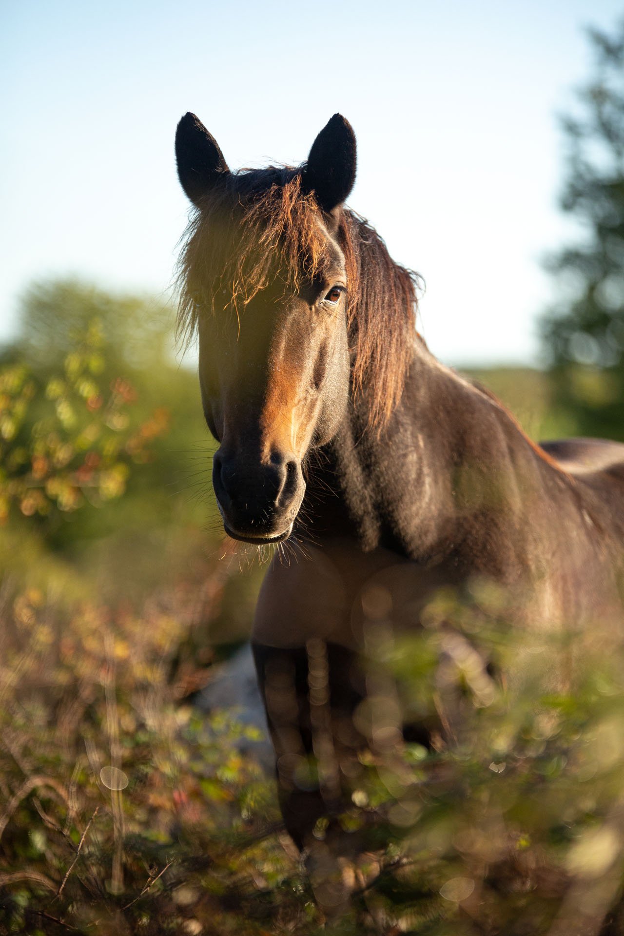 MDP - Chevaux - 3.jpg