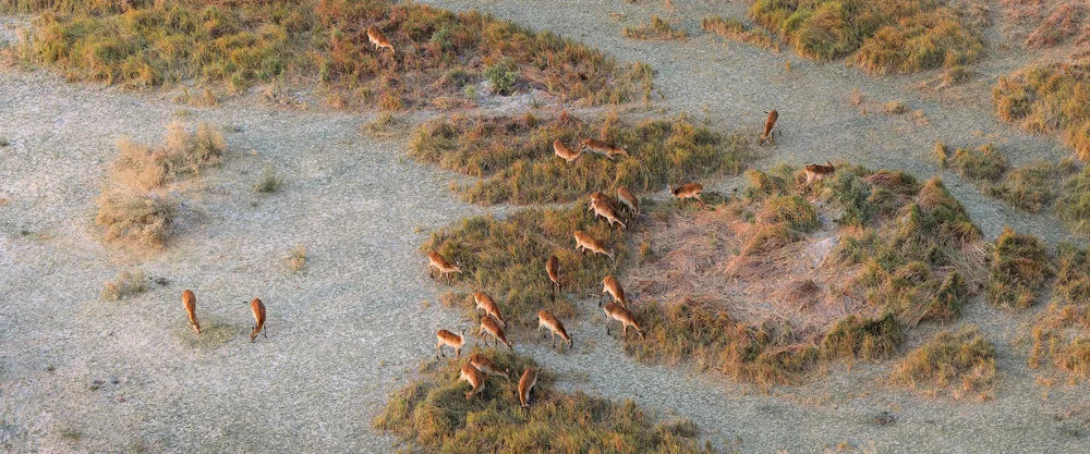 Lechwe graze peacefully