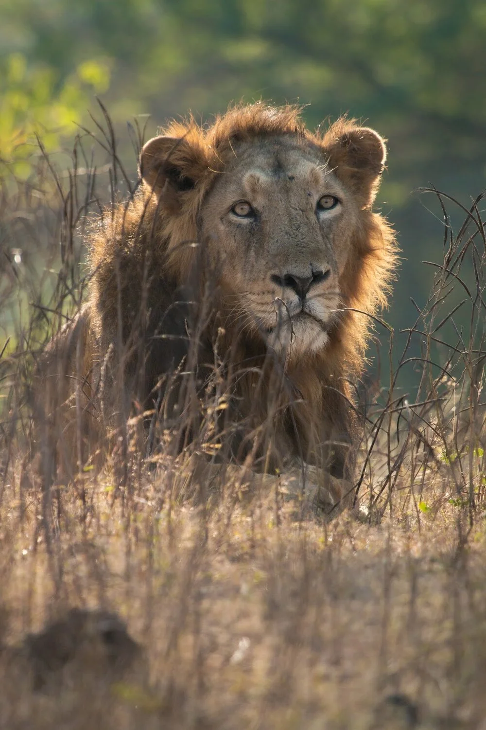 Raju, the legendary alpha of Gir sanctuary