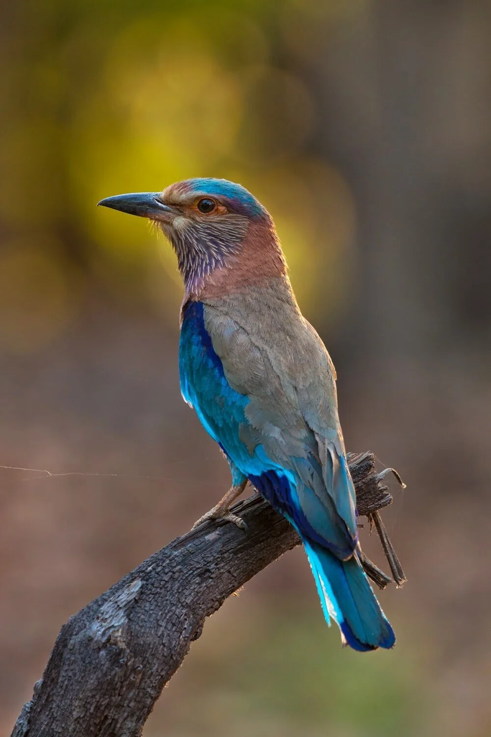 Count your blessings and just point and shoot