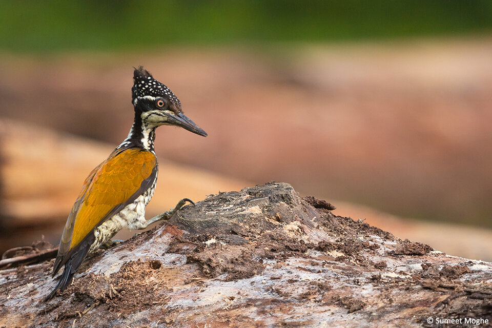 Amongst other woodpeckers, the Greater Goldenback (Chrysocolaptes lucidus) calls the Dandeli Timber Yard its home.
