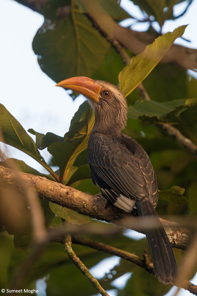 Malabar Grey Hornbill (Ocyceros griseus)