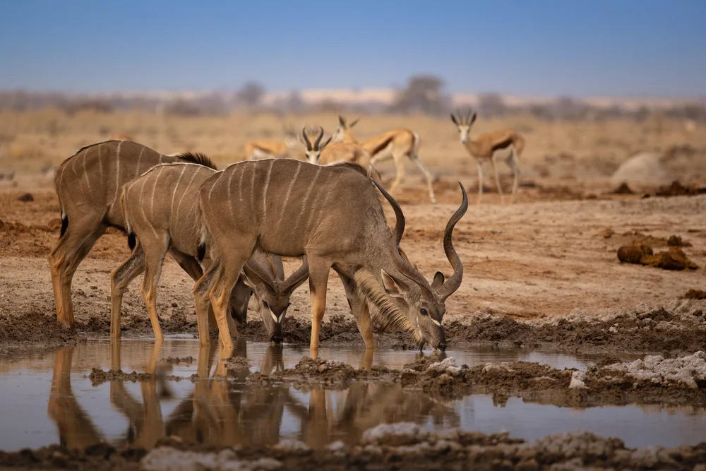 Kudu drinking with Springbok in the backdrop.jpg