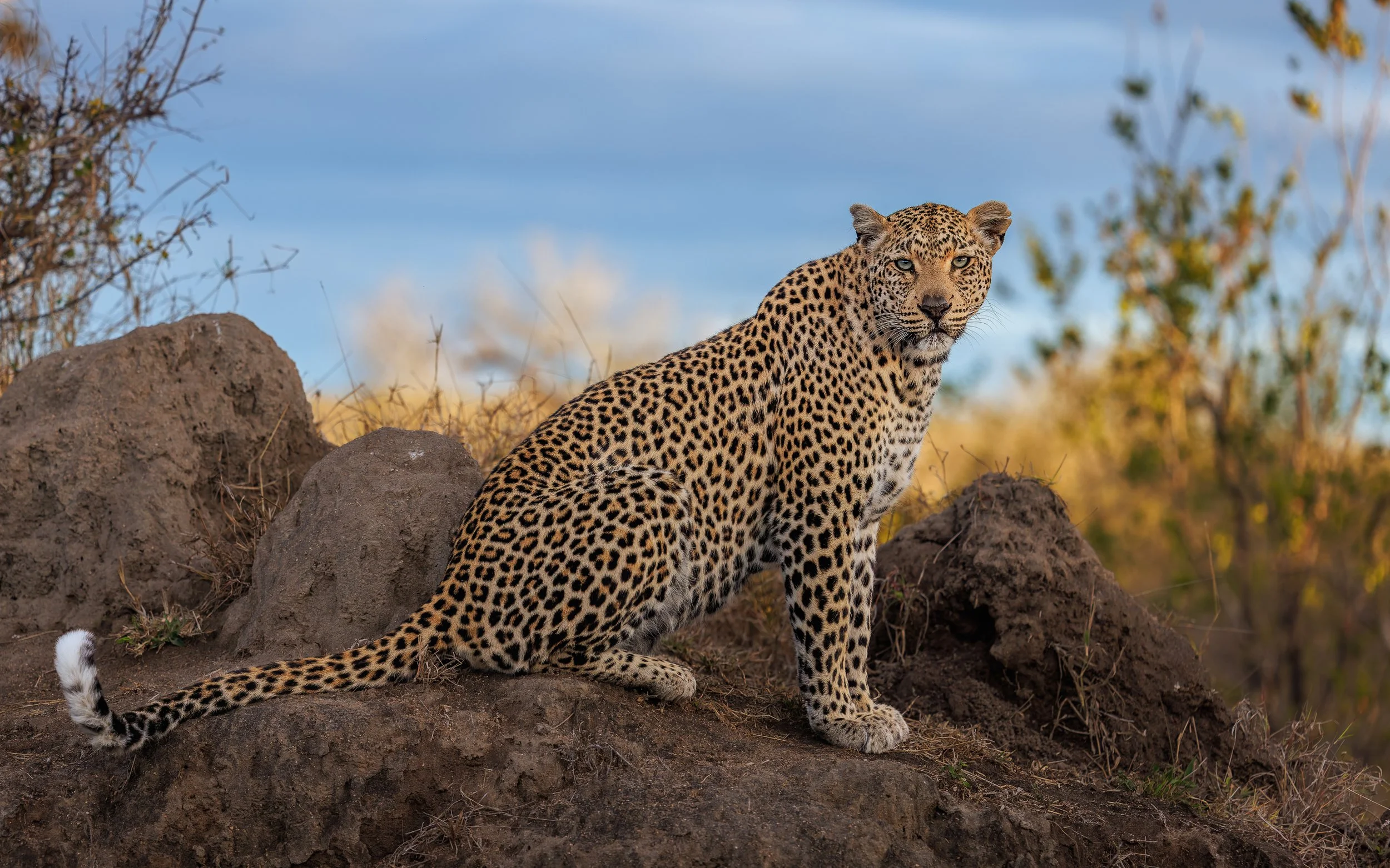 The Sabi Sands —six nights, seven leopards, and a lifetime of memories