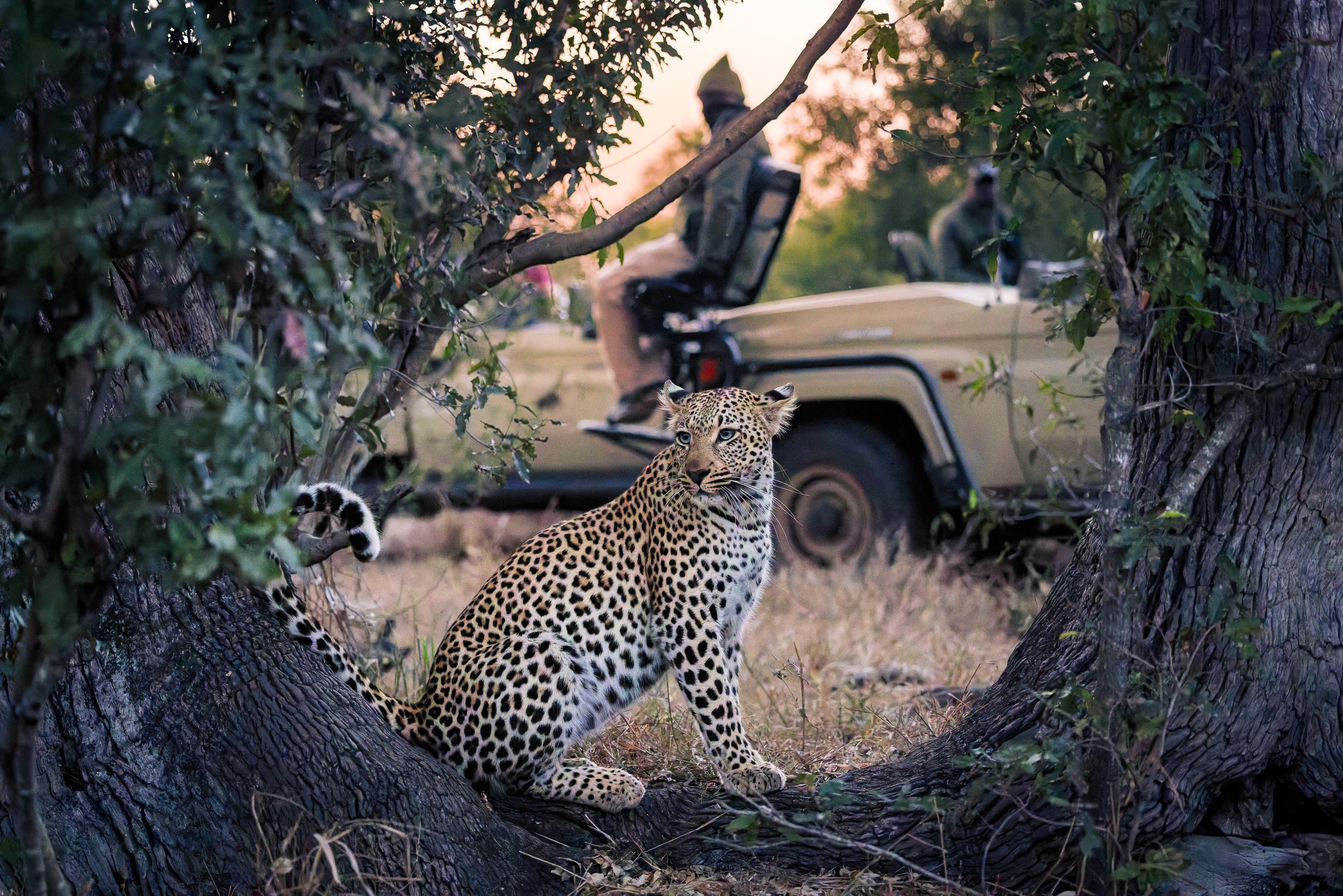 The Sabi Sands —six nights, seven leopards, and a lifetime of memories