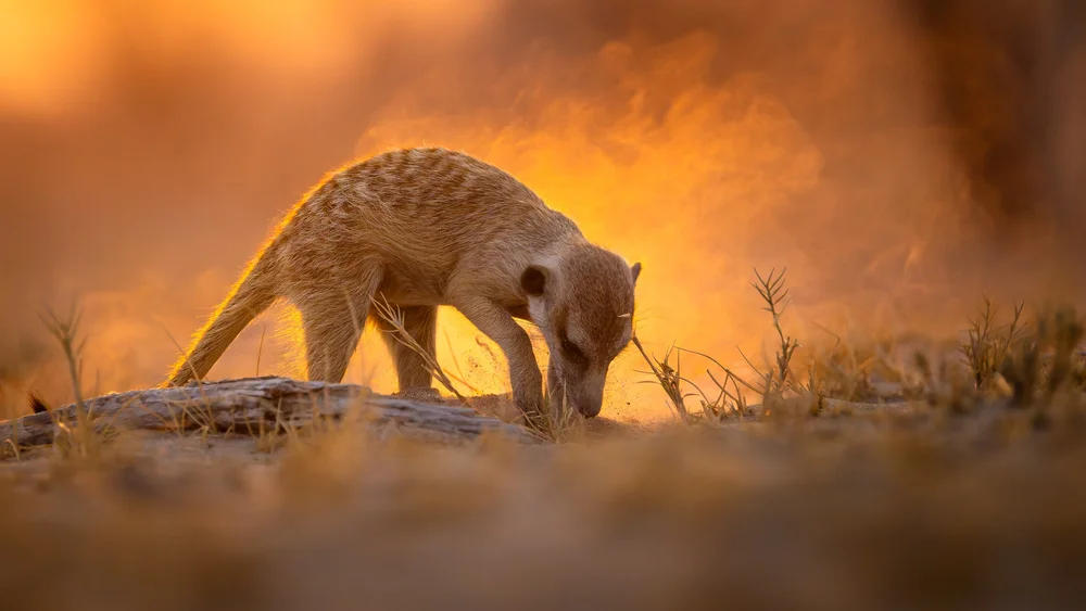 Meerkat hunting in a backdrop of dust.jpg