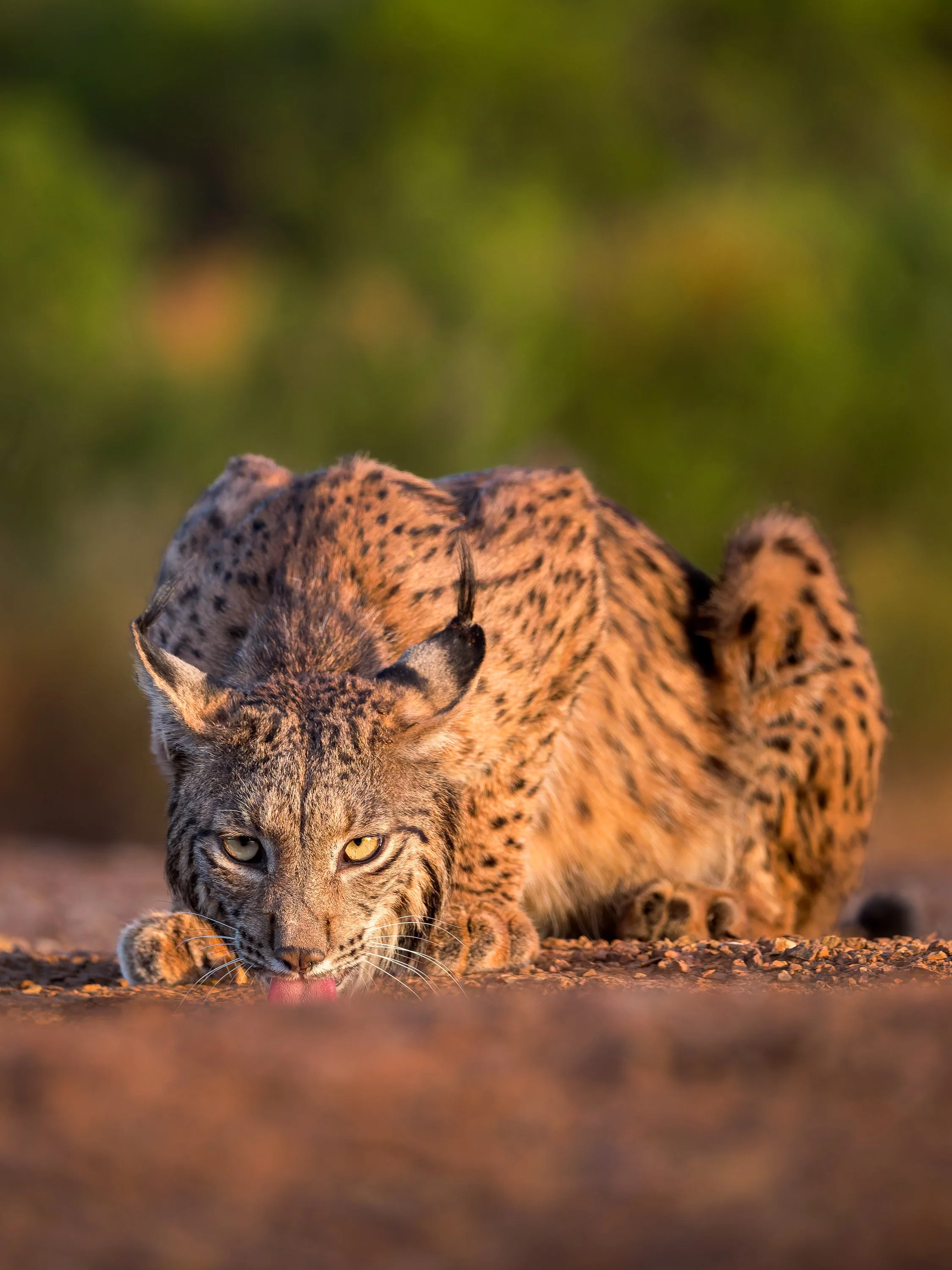 Salmorejo drinking.jpg