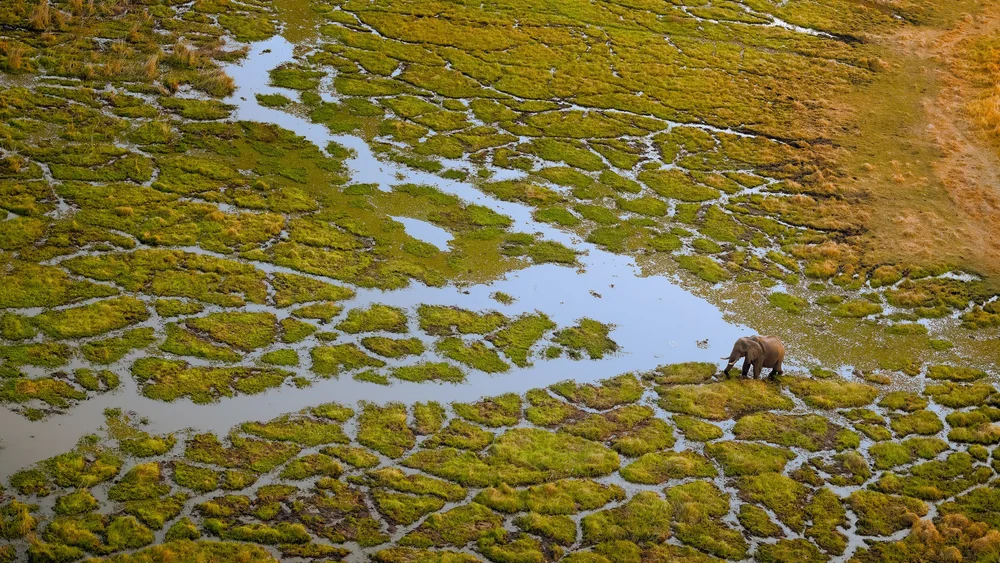 Elephant wades through a delta channel