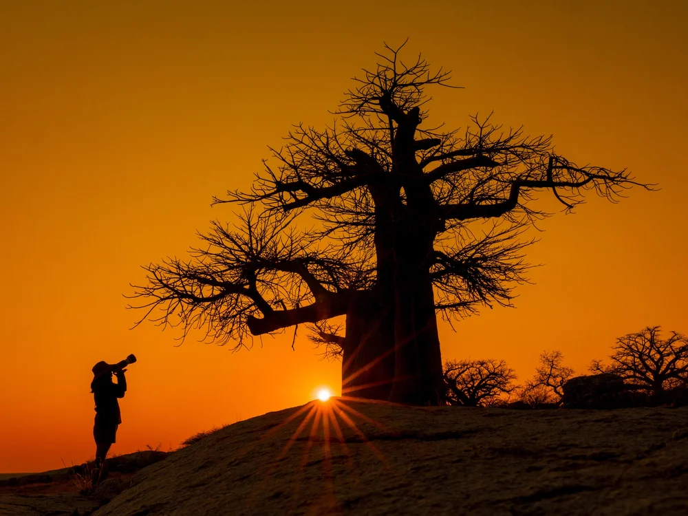 Photographer and the baobab.jpg