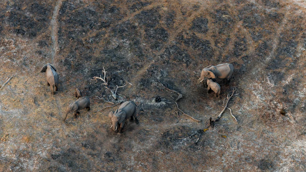 Elephants in a dry pan