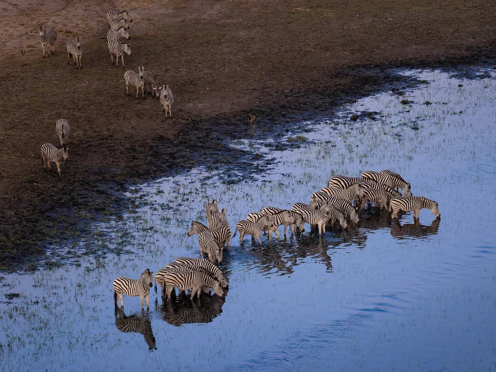 Plains zebra stop for a drink