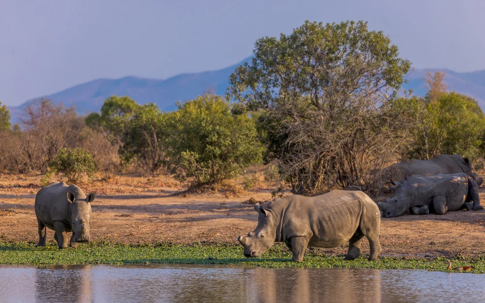 Rhino-scape near Berg-en-Dal