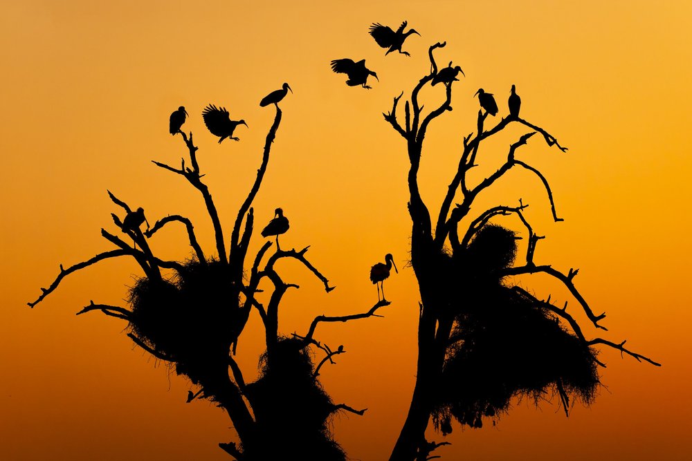 Birds come to roost at Lower Sabie