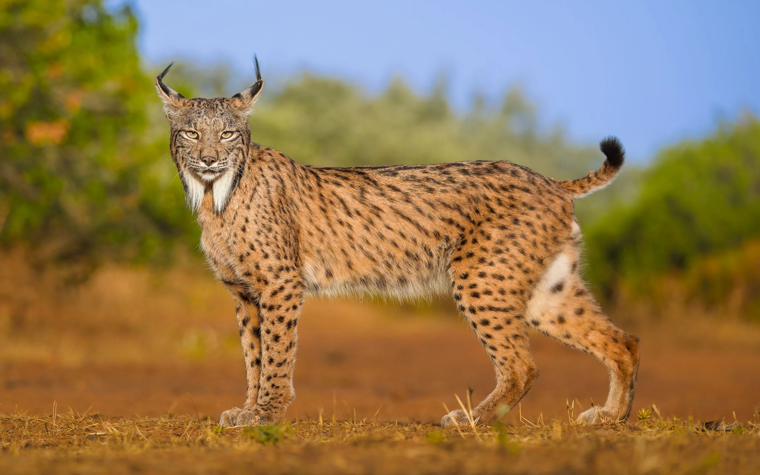 Iberian Lynx stands in front of the hide.jpg