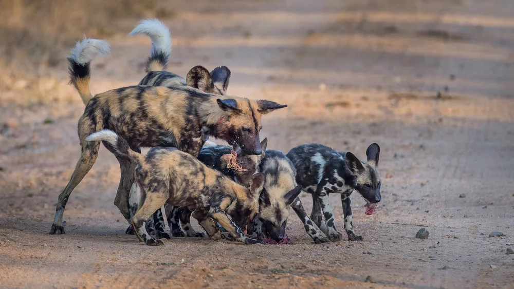 Wild dog regurgitates food to pups