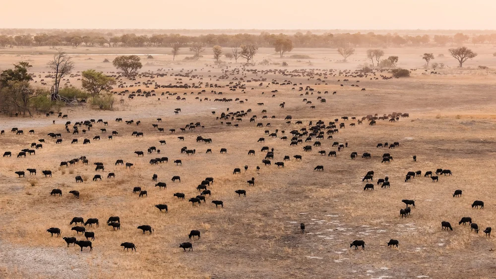 A buffalo herd dots the plains