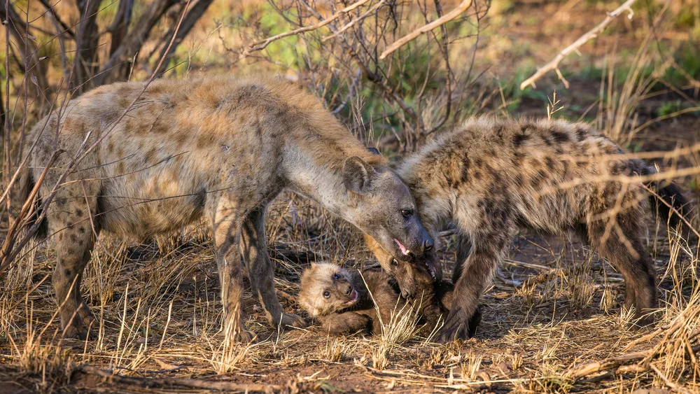 Hyenas discipline their young