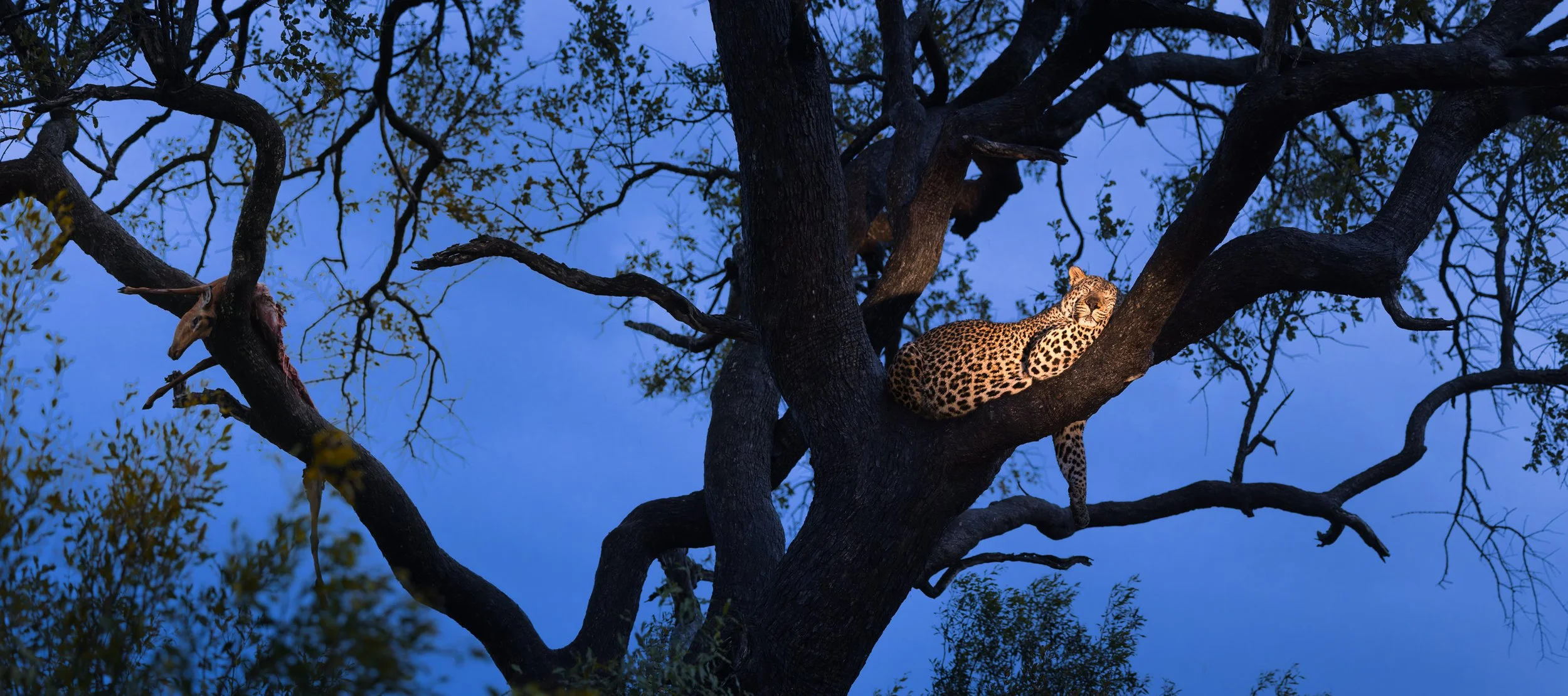 Photograph of a leopard sleeping on a tree, while his kill hangs at the other end of the tree