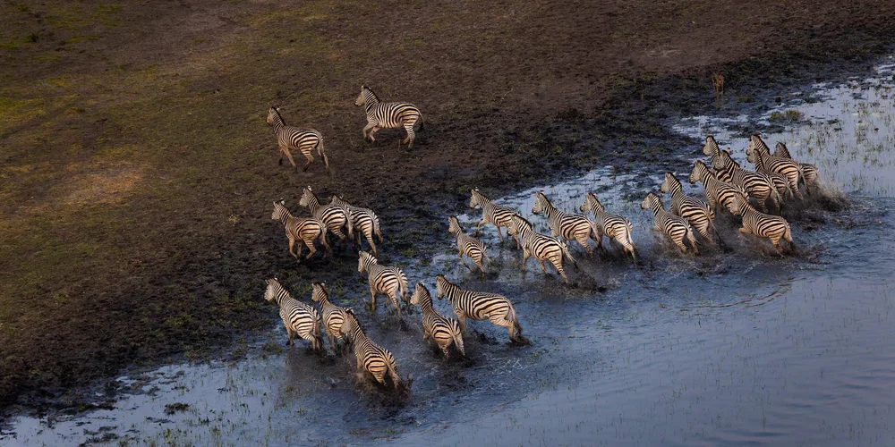 Zebra splash through the water