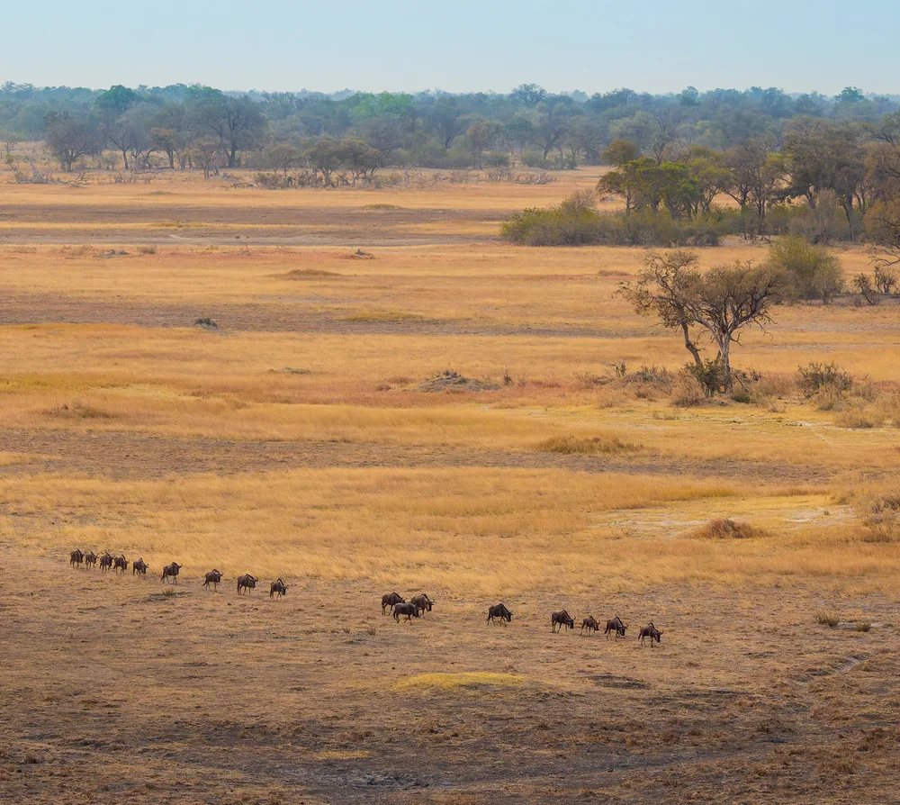 Another view of the wildebeest procession
