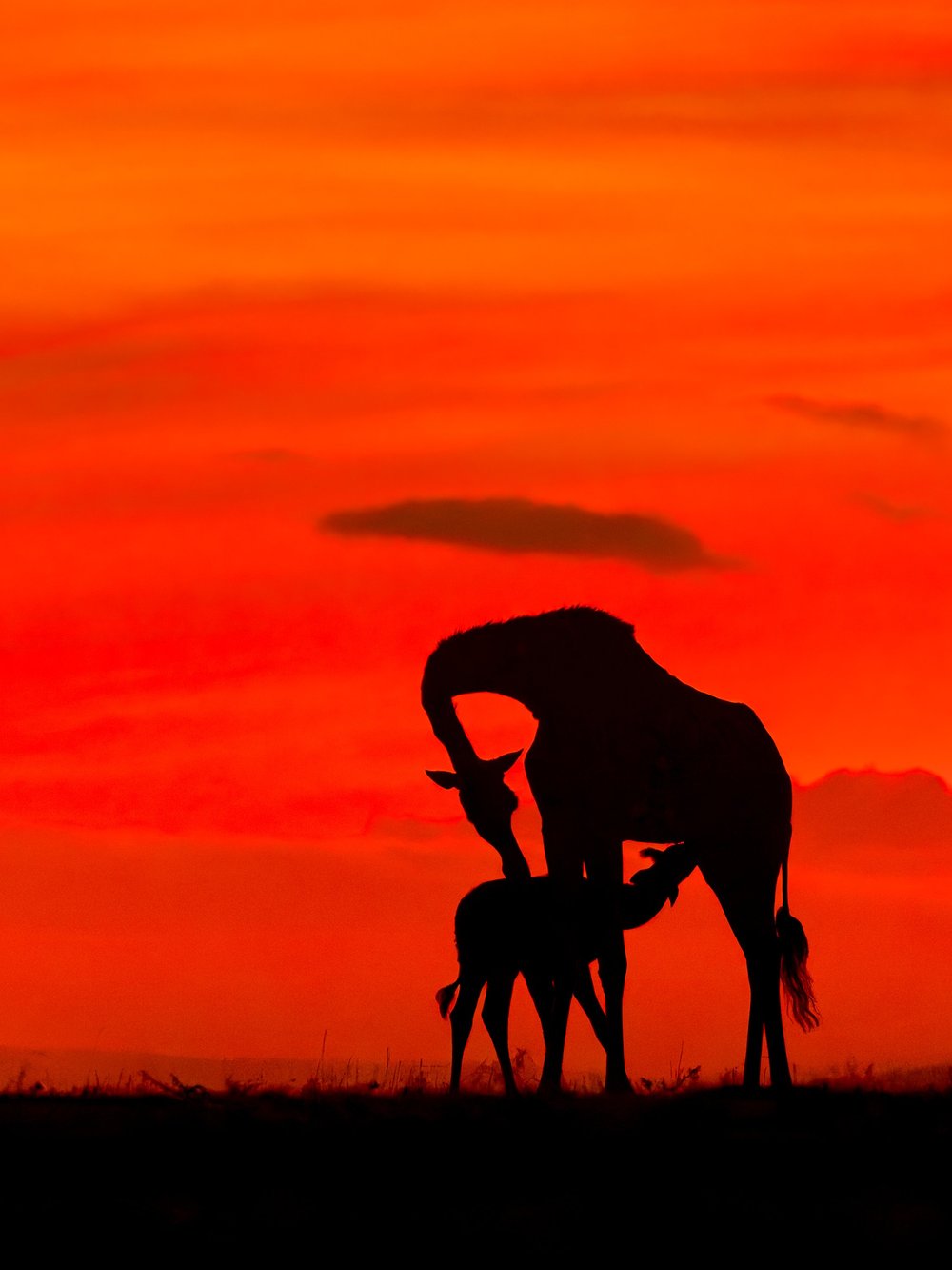 Giraffe suckling silhouette.jpg