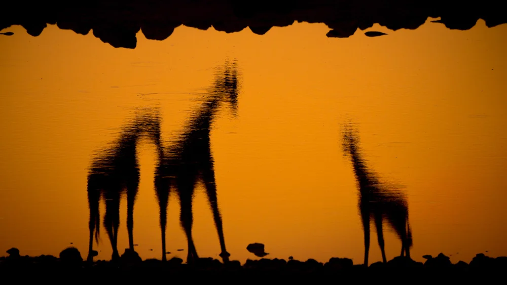 Giraffes at Okakuejo